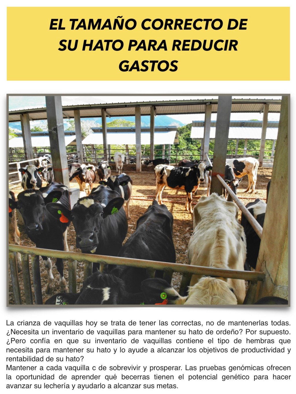 EL TAMAÑO CORRECTO DE SU HATO PARA REDUCIR&nbsp;GASTOS