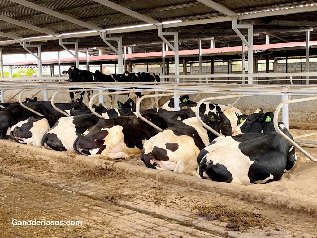 CONTROL DE LA MASTITIS EN SISTEMAS ROBÓTICOS DE&nbsp;ORDEÑO