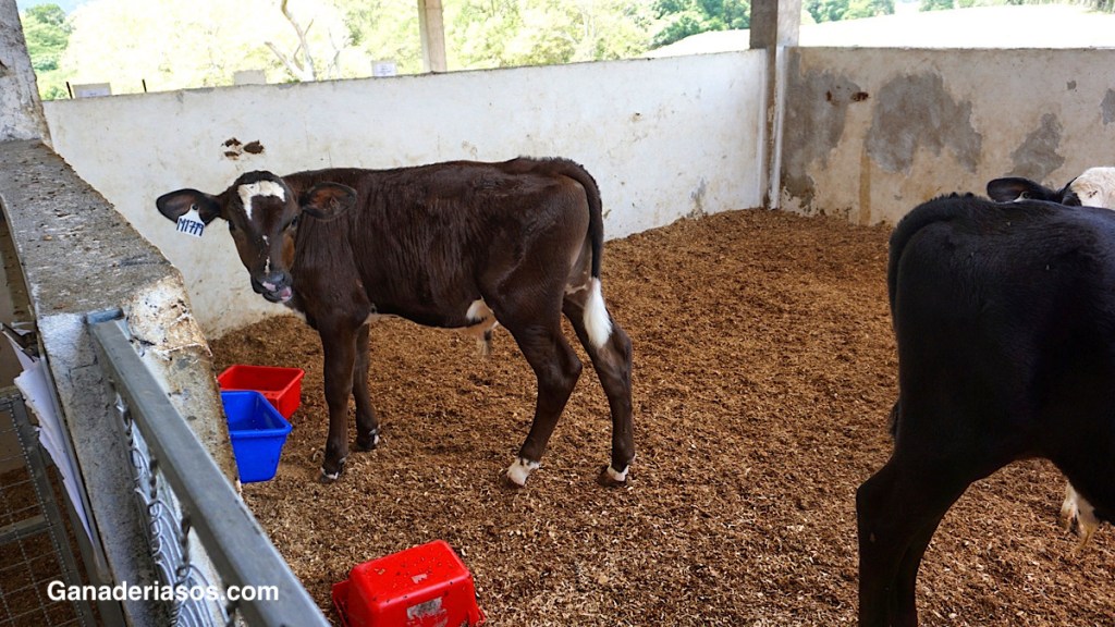 EFICIENCIA ALIMENTARIA: UNA HERRAMIENTA DE MANEJO PARA ENFRENTAR LAS BAJAS RENTABILIDADES DEL NEGOCIO&nbsp;LECHERO