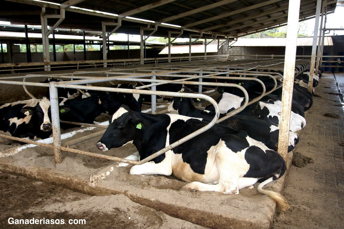 INDICADORES DE SOSTENIBILIDAD APLICABLES A GRANJAS DE PRODUCCIÓN DE LECHE. UN ESTUDIO DE CASO 