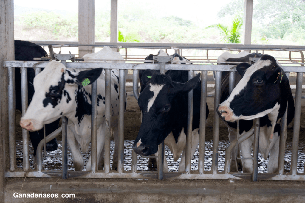 PREPARÁNDOSE PARA ENFRENTAR AL GUSANO BARRENADOR DEL NUEVO MUNDO: LA PRÓXIMA GENERACIÓN