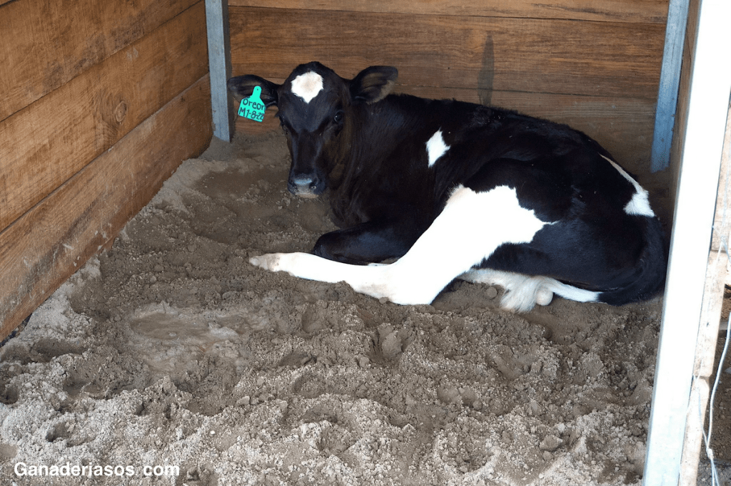 ¿ES HORA DE ENGORDAR LA FÓRMULA DE TU SUTITUTO&nbsp;LACTEO?