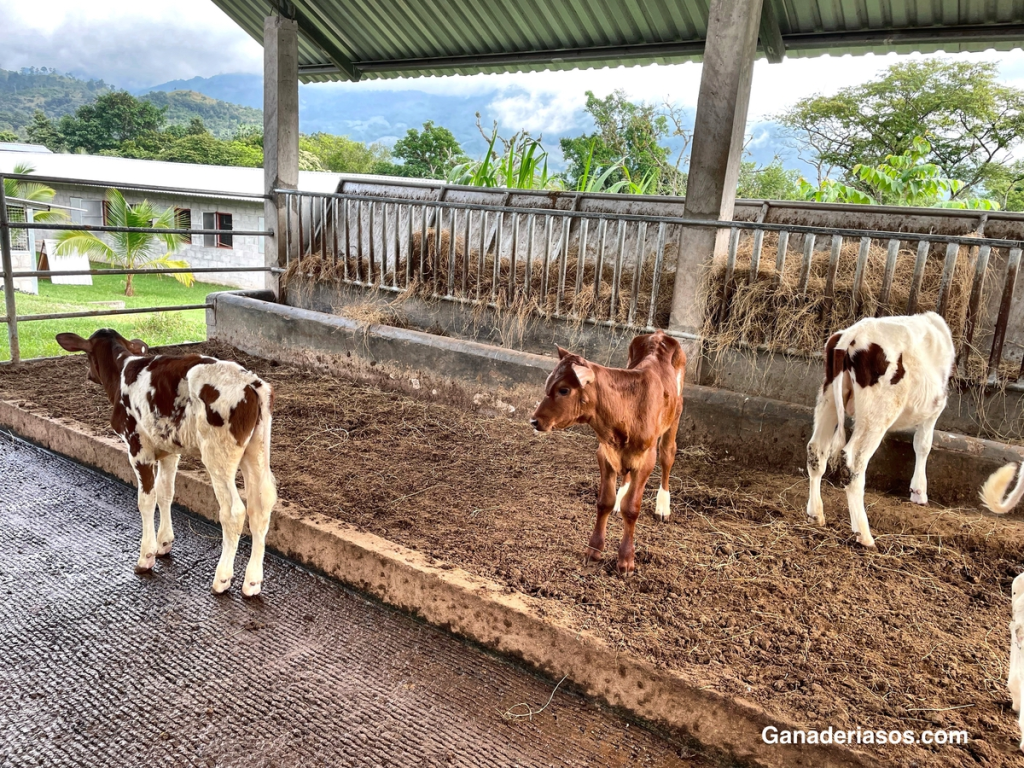 LO QUE HAGAMOS CON EL CALOSTRO AL NACER LA TERNERA VA A MARCAR TODA SU VIDA&nbsp;PRODUCTIVA