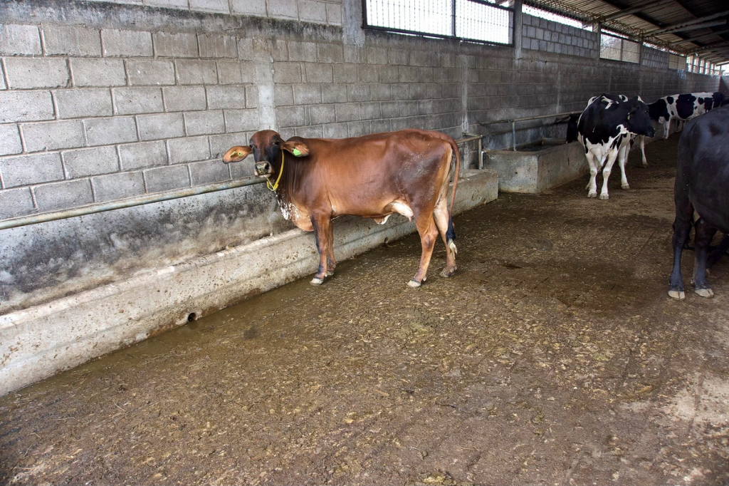 CÓMO LOS MEDICAMENTOS GLP-1 PARA LA PÉRDIDA DE PESO ESTÁN REDEFINIENDO EL SECTOR LECHERO