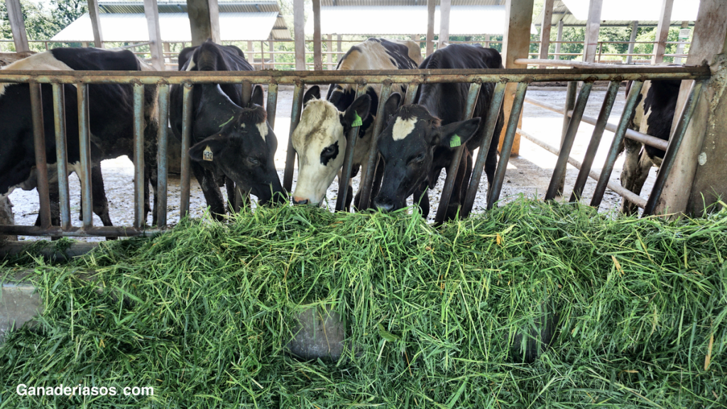PREPARANDO A LAS VAQUILLAS PARA EL ÉXITO EN LA TRANSICIÓN POSDESTETE 