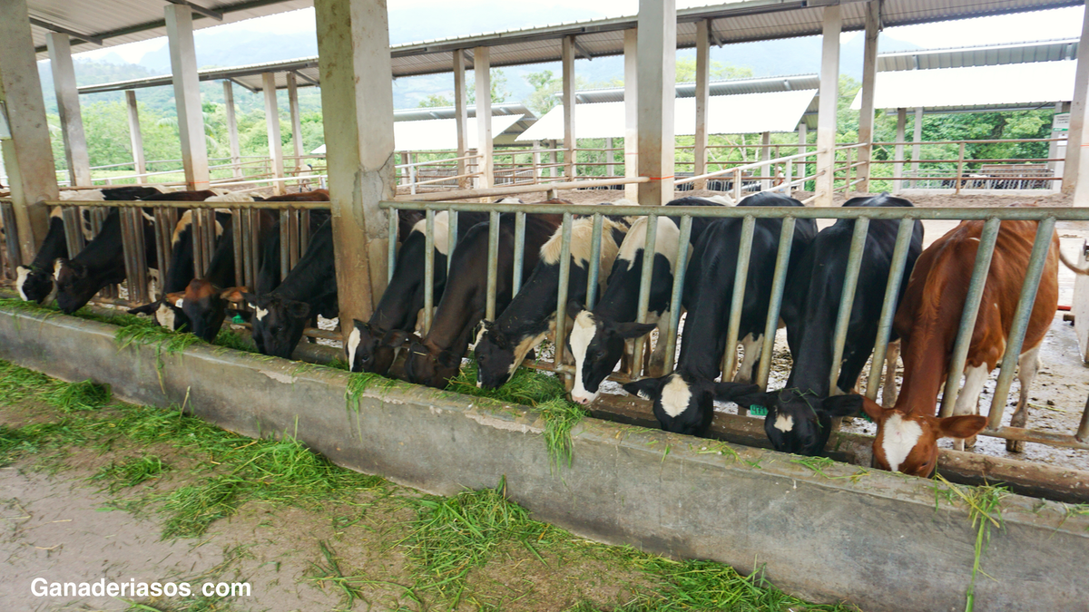 EL SISTEMA DIGESTIVO DE LOS RUMIANTES