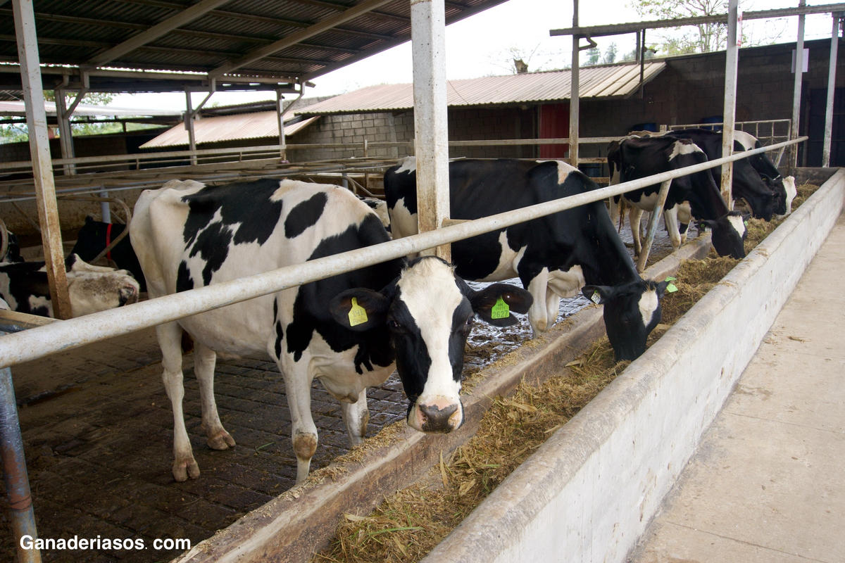 EL PELIGRO, A MENUDO PASADO POR ALTO, DE LAS FUMONISINAS