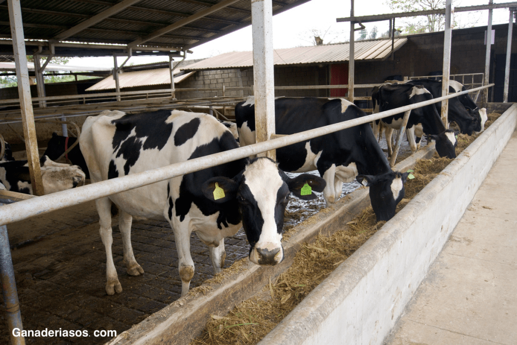 EL PELIGRO, A MENUDO PASADO POR ALTO, DE LAS&nbsp;FUMONISINAS