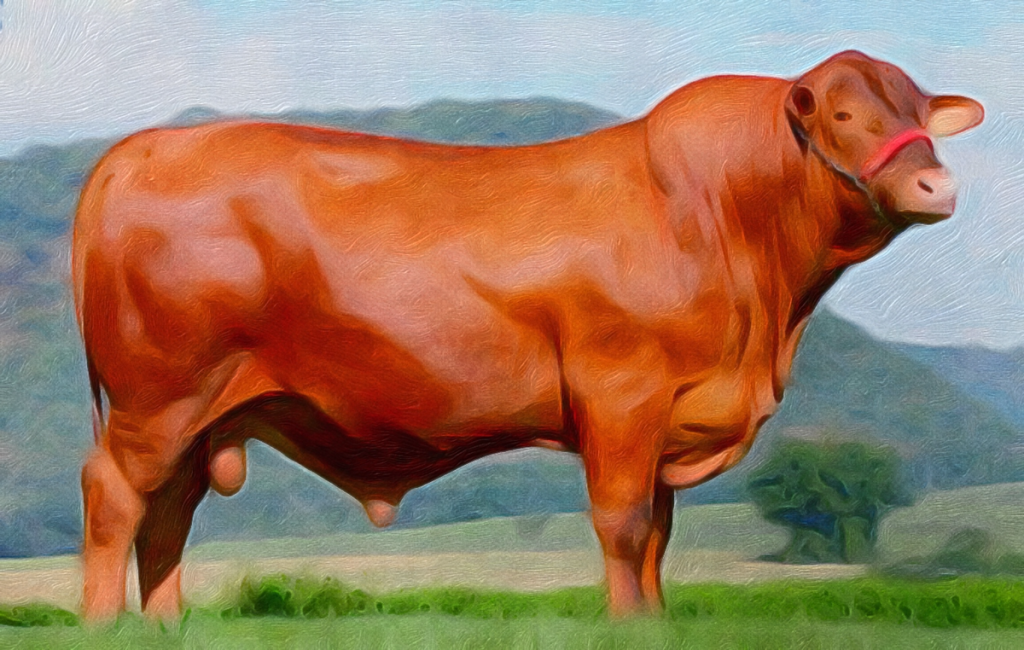 SENEPOL: UNA POTENCIA GENÉTICA ÚNICA EN LA PRODUCCIÓN DE CARNE