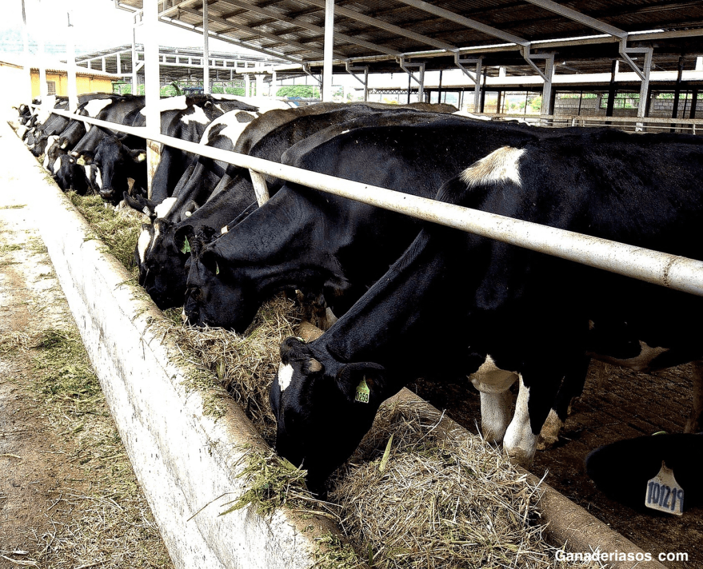 ETIQUETA DE BIENESTAR HOLANDESA ‘BETER LEVEN’ ES POCO COMÚN EN EL SECTOR LECHERO, PERO RECIBE&nbsp;APOYO