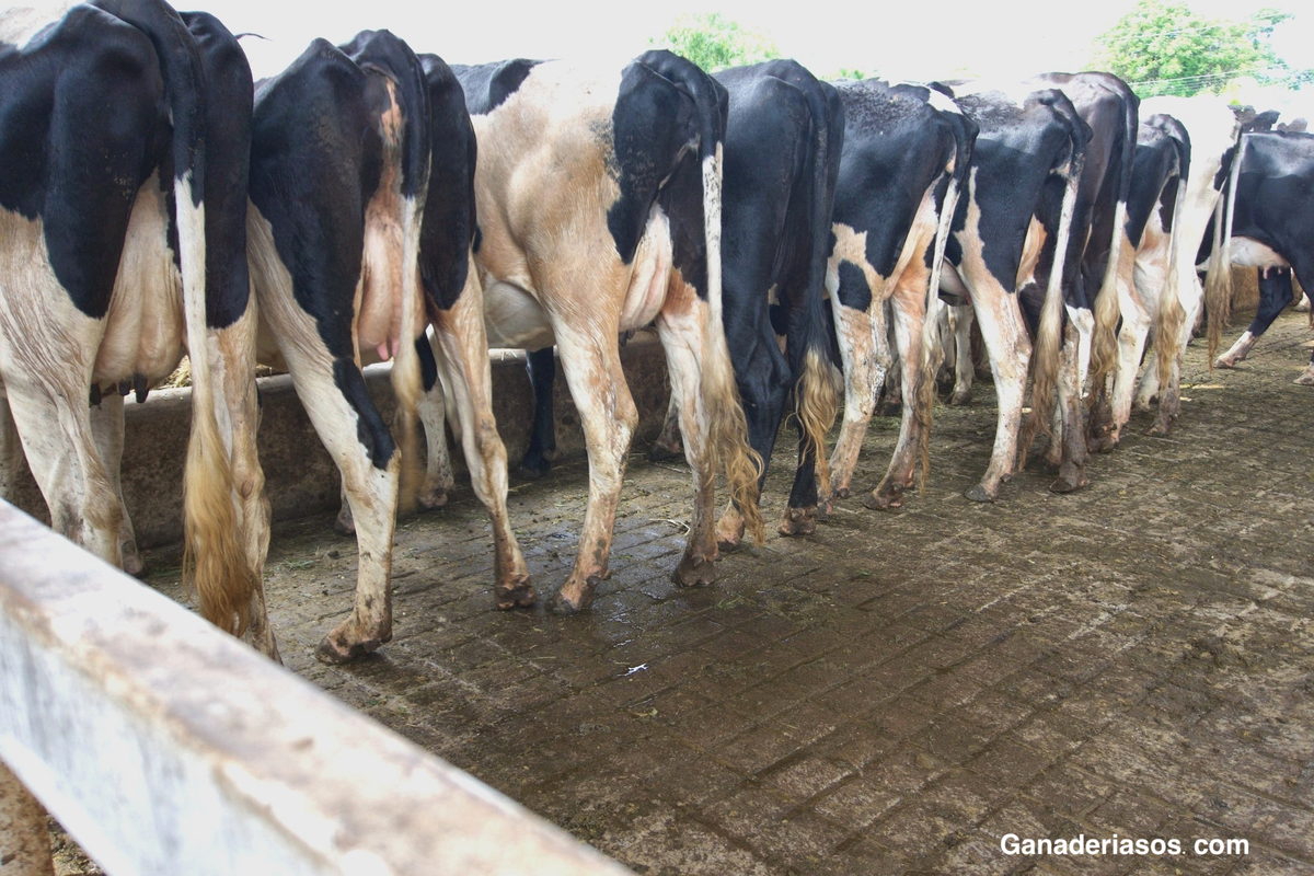 EN LA GRANJA TENGO LA RENTABILIDAD QUE PRECISO Y TIEMPO LIBRE, ESTAMOS CON UN BUEN MODELO DE TRABAJO”