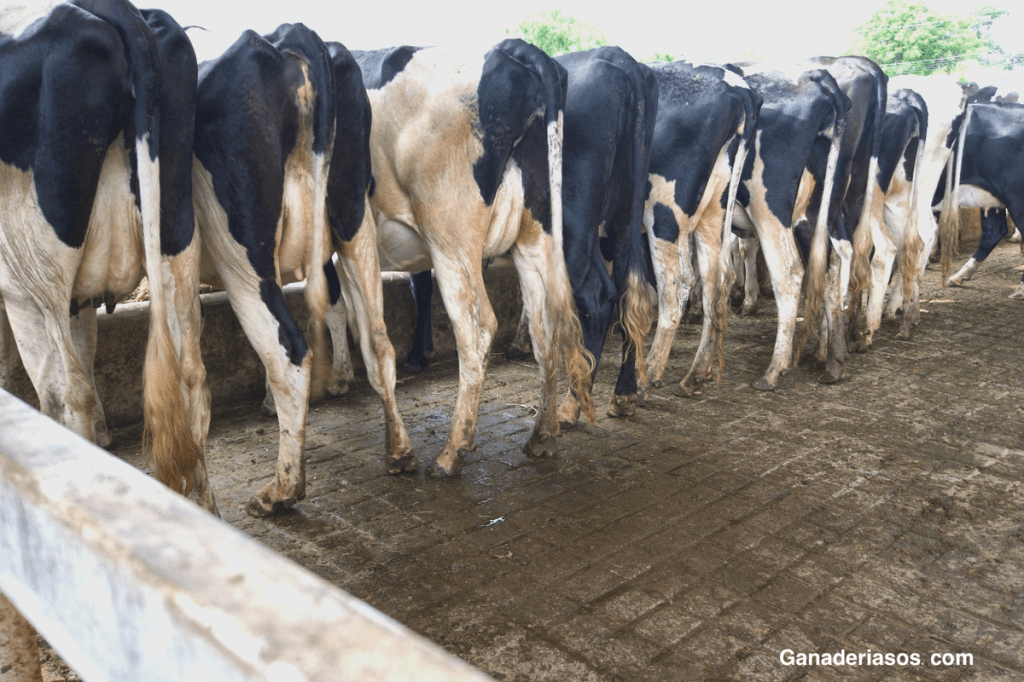 EN LA GRANJA TENGO LA RENTABILIDAD QUE PRECISO Y TIEMPO LIBRE, ESTAMOS CON UN BUEN MODELO DE&nbsp;TRABAJO”