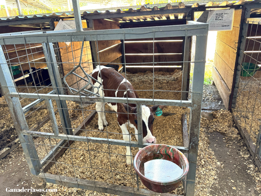 AYUDAMOS A LAS EXPLOTACIONES A PROFESIONALIZAR SU RECRÍA PARA SER MÁS&nbsp;RENTABLES