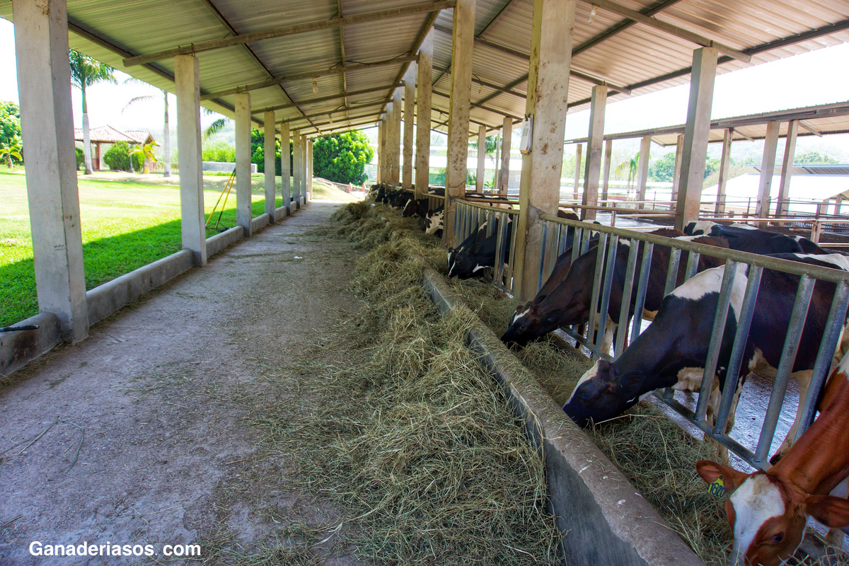 HENO: LA CLAVE DEL ÉXITO EN LAS VACAS LECHERAS 