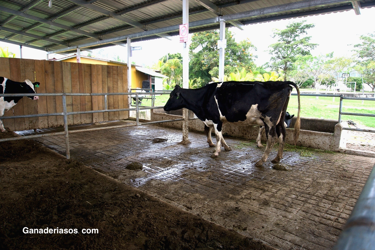 LOS PROBIÓTICOS QUE CONTIENEN BACILLUS MEJORAN LA PRODUCCIÓN DE LECHE