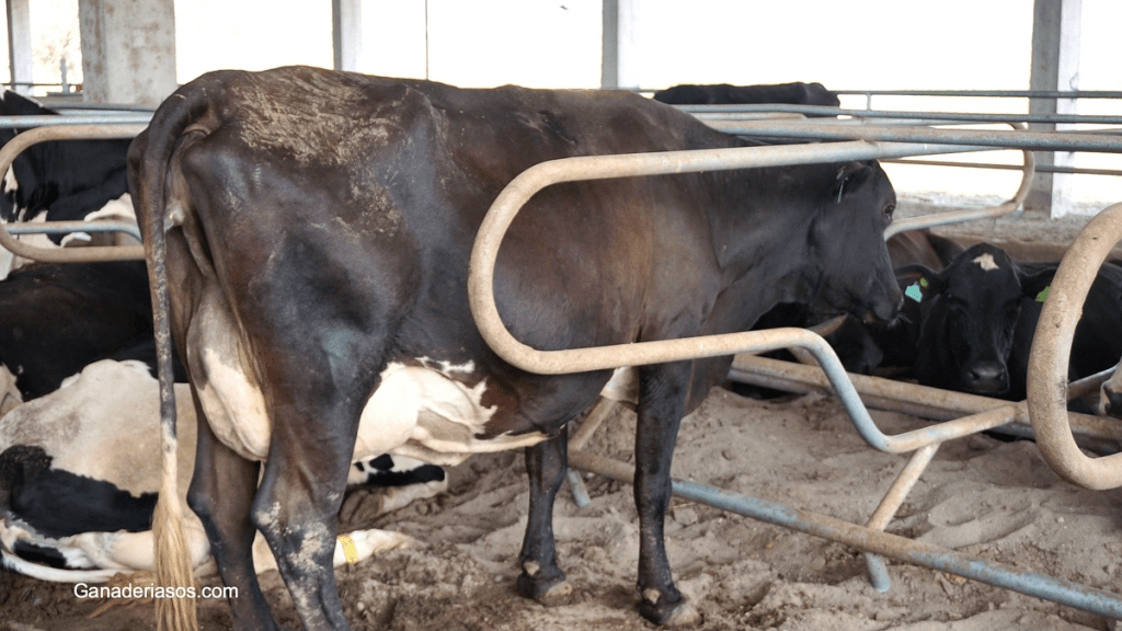 ¡LA ILUMINACIÓN MODERNA EN LOS ESTABLOS AUMENTA EL RENDIMIENTO!