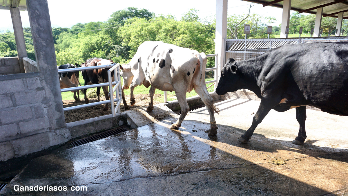 REVISITANDO LA HIPOCALCEMIA DE LA VACA