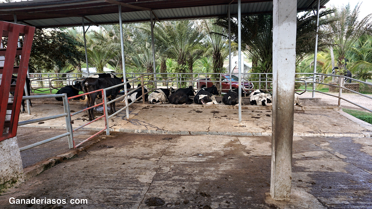 ¿POR QUÉ TENGO TANTAS VACAS ABIERTAS? CAUSAS DE FALLO REPRODUCTIVO