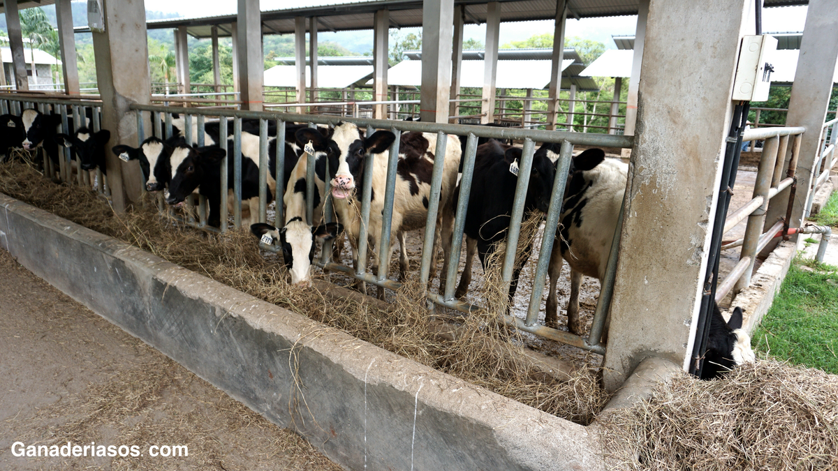 MEJORAR EL CONOCIMIENTO SOBRE LAS EMISIONES EN LAS GRANJAS LECHERAS MEDIANTE DATOS PRECISOS DE ALIMENTACION