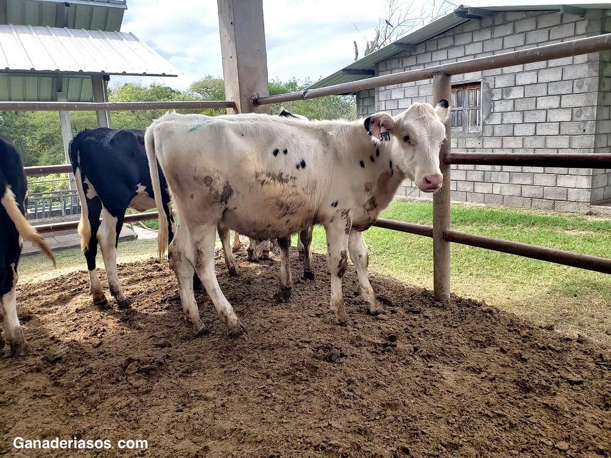 “LA LECHE PARA TERNEROS QUE AHORRA TIEMPO, DINERO Y VIDAS.” 