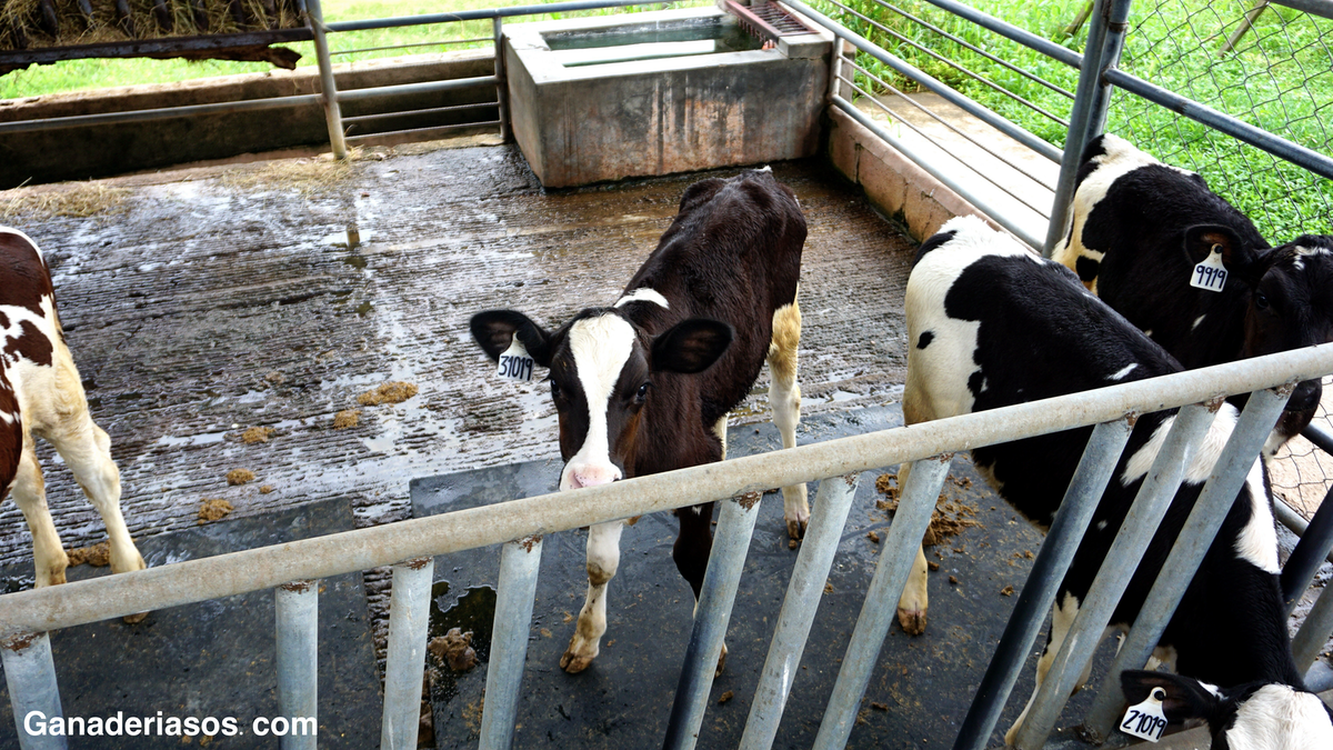 PARA MI LO PRINCIPAL ES QUE LOS ANIMALES ESTEN BIEN CON ESO HOY CUALQUIER GRANJA ES RENTABLE