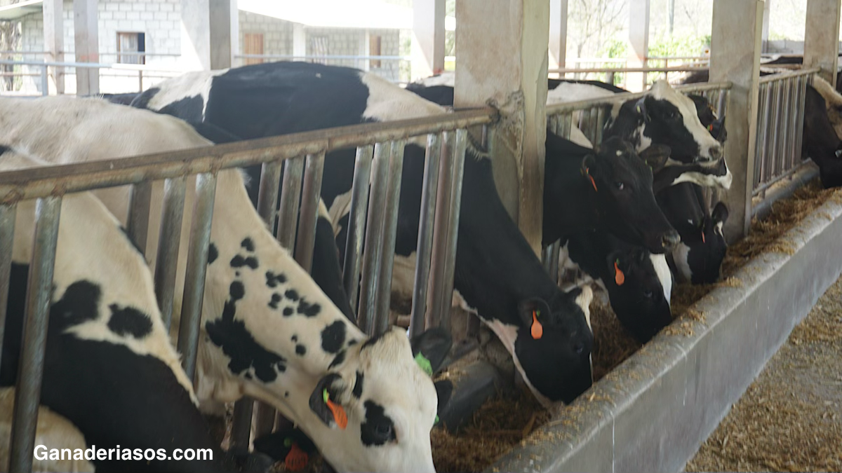 DIFERENTES ESTRATEGIAS DE ALIMENTACIÓN Y MANEJO EN LA ETAPA DE LECHE EN LA RECRÍA