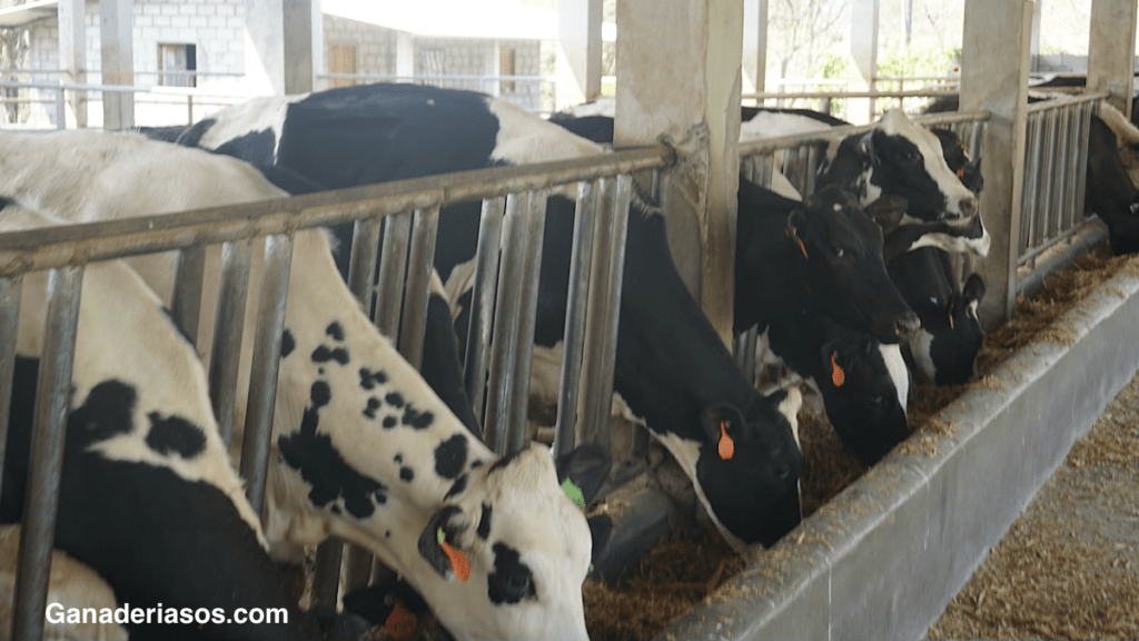 DIFERENTES ESTRATEGIAS DE ALIMENTACIÓN Y MANEJO EN LA ETAPA DE LECHE EN LA&nbsp;RECRÍA