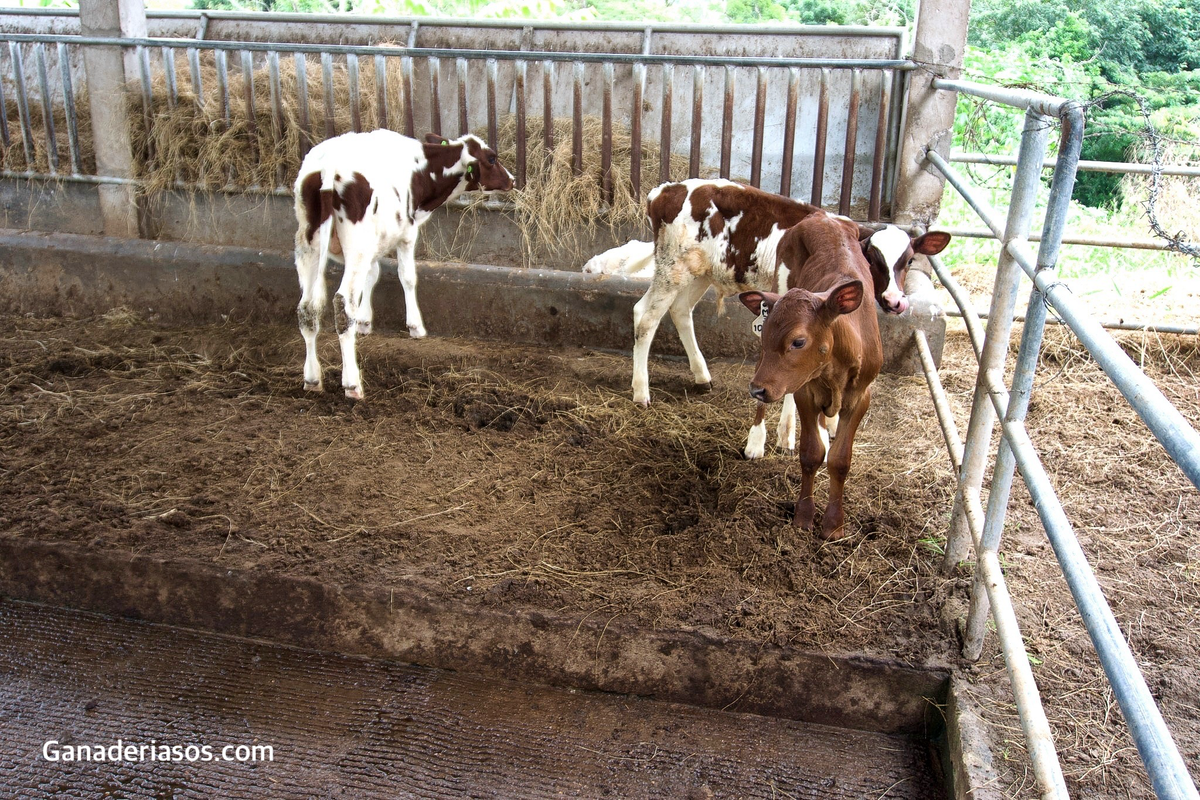 ENFERMEDADES EN EDADES TEMPRANAS EN TERNERAS Y EFECTOS EN SU ETAPA ADULTA